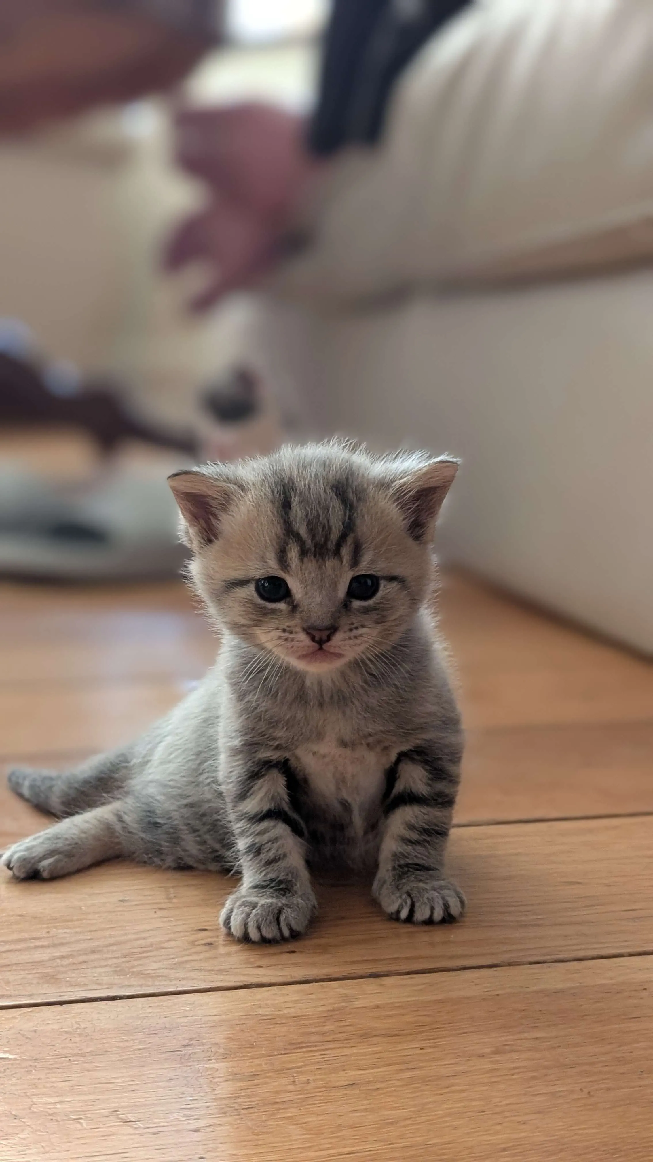 Picture of Simba, my cat :3